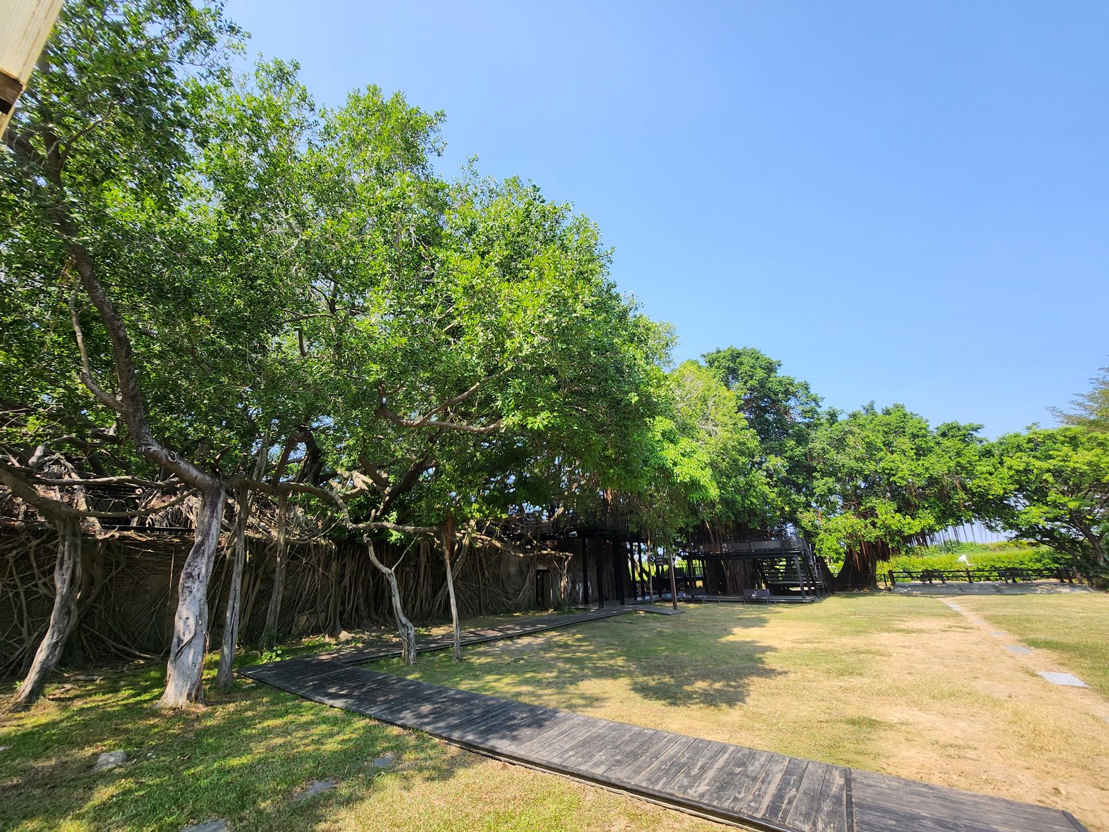 安平樹屋園區大草坪,左側是榕樹氣根牆,遠處可見黑色鋼構空中步道