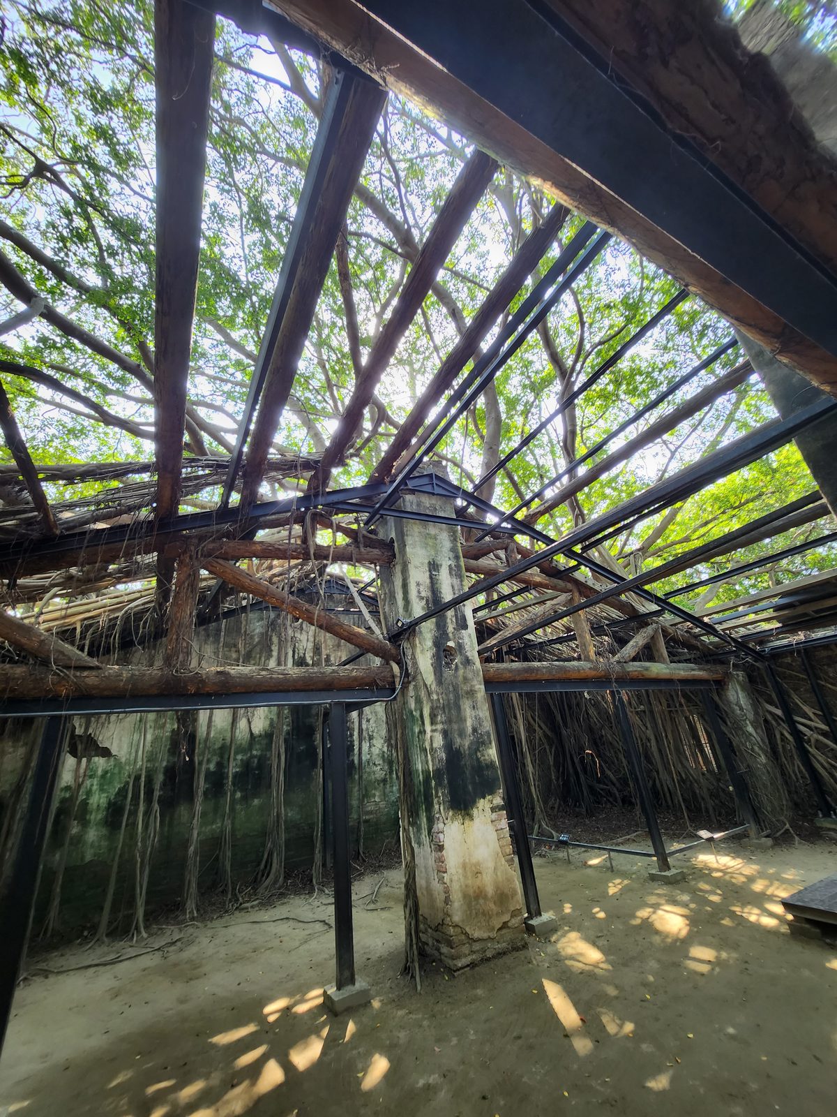 安平樹屋倉庫內部,斑駁牆面爬滿榕樹氣根,上方是原木斜撐與鋼樑